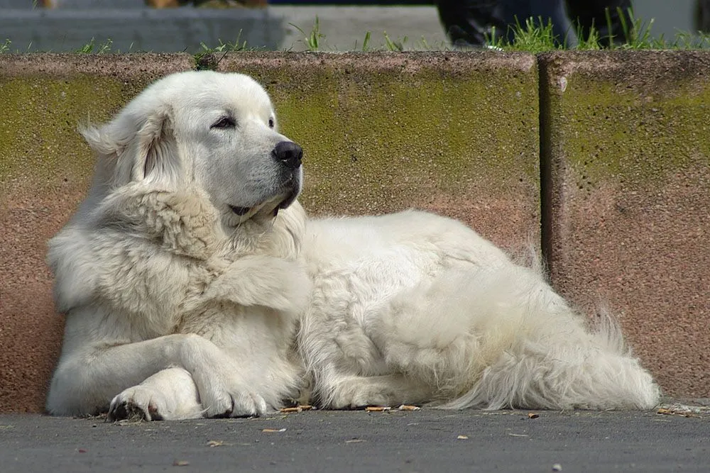 Polish Tatra Sheepdog